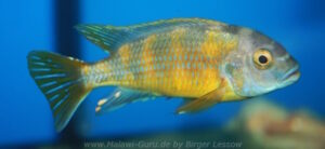 Metriaclima lanisticola 'Chemwezi Rocks' Galerie Metriaclima lanisticola Arten